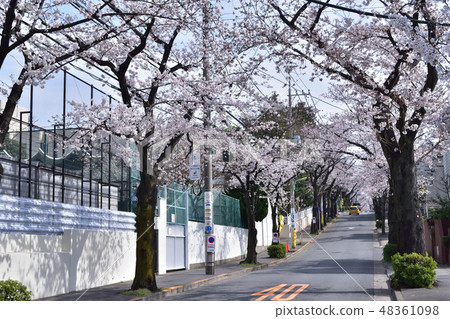 世田谷·瑜伽學院在Maezaka的櫻花行 世田谷·瑜伽學院在Maezaka的櫻花行 48361098