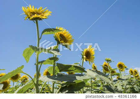 向日葵田 48361166