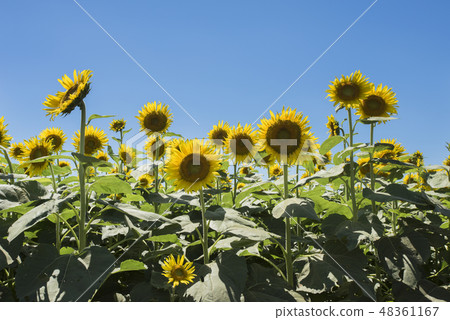 向日葵田 48361167