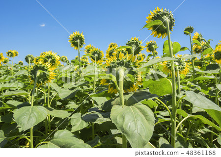 向日葵田 48361168