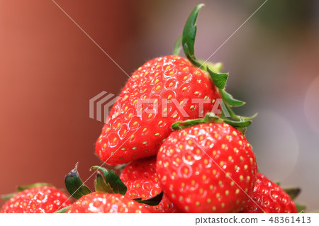Ichigo image 48361413