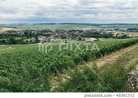 The grapes grow in rows in the field The grapes grow in rows in the field 48361552