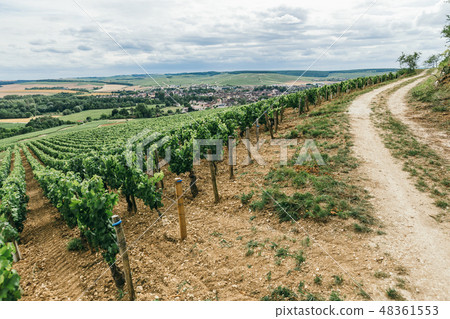 Winemaking in France vineyard Winemaking in France vineyard 48361553