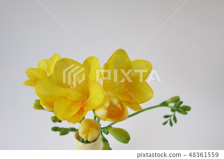 Freesia Freesia 48361559