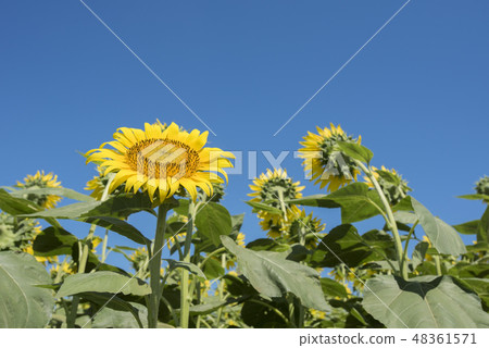 sunflower sunflower 48361571