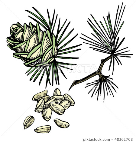 Pine nuts and cedar cone hand drawn illustration. Pine nuts and cedar cone hand drawn illustration. 48361708