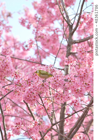 Okama堅持櫻桃樹 48361786