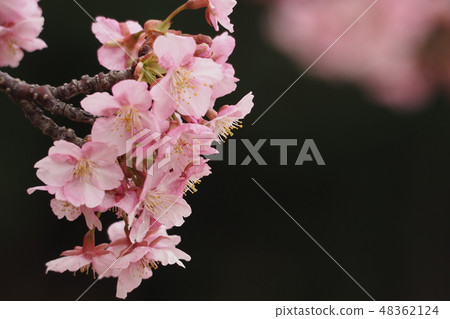 河津櫻花 48362124