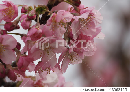 河津櫻花 河津櫻花 48362125