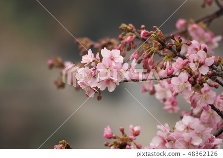 河津櫻花 河津櫻花 48362126