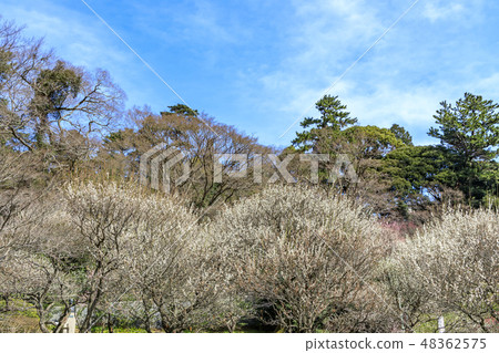 Ume Atami plum garden in full bloom 48362575