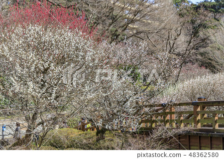Ume Atami plum garden in full bloom 48362580