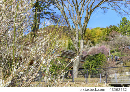 Ume Atami plum garden in full bloom 48362582