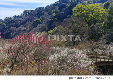Ume Atami plum garden in full bloom 48362595
