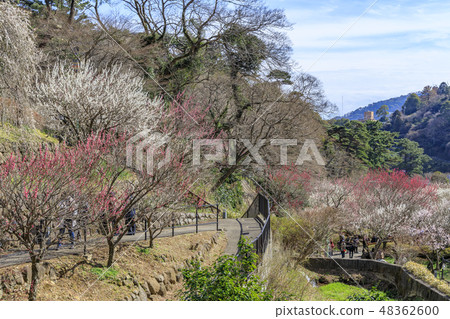 Ume Atami plum garden in full bloom Ume Atami plum garden in full bloom 48362600
