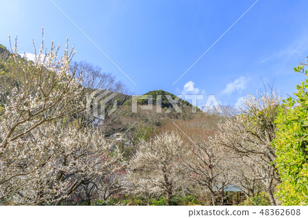 Ume Atami plum garden in full bloom 48362608