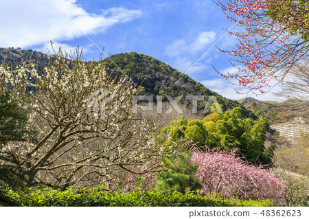 Ume Atami plum garden in full bloom 48362623