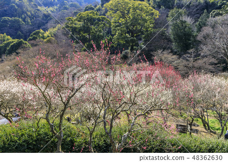 Ume Atami plum garden in full bloom 48362630