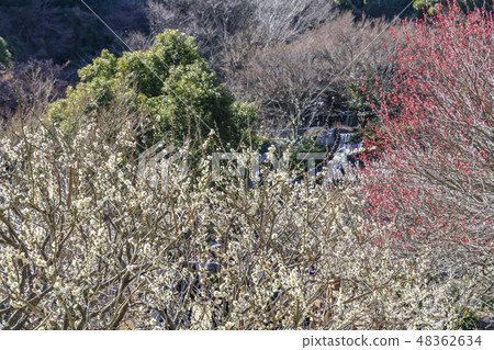 Ume Atami plum garden in full bloom 48362634