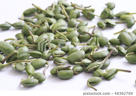 "Okinawa Prefecture" Soybean leaves (bean leaf) 48362789