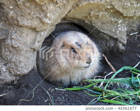 隱藏在洞裡的草原土野狗上野動物園 48362877