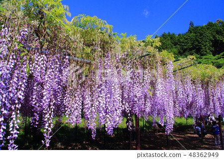 在富士山(檀香)盛開的Ku富士(兵庫縣丹波市) 在富士山(檀香)盛開的Ku富士(兵庫縣丹波市) 48362949