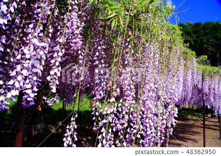 Ku Fuji (Hyogo prefecture Tamba city) blooming in Shirakuji (sandalwood) Ku Fuji (Hyogo prefecture Tamba city) blooming in Shirakuji (sandalwood) 48362950