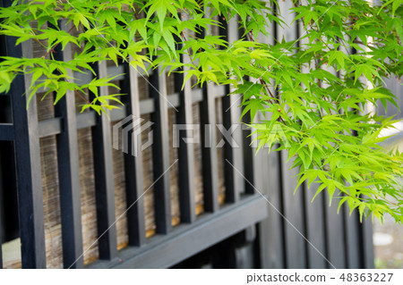 Fence of samurai residence and fresh green maple Fence of samurai residence and fresh green maple 48363227