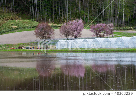 在盛開的櫻花在稻田 在盛開的櫻花在稻田 48363229
