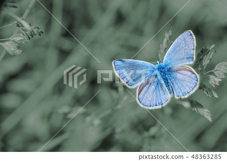 Small blue butterfly Lycaenidae in summer field Small blue butterfly Lycaenidae in summer field 48363285