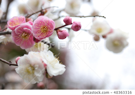 Sakiwake 48363316