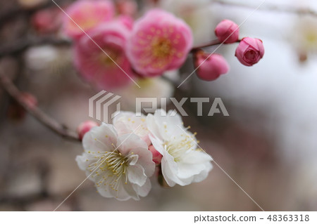Sakiwake 48363318