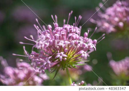 Phuopsis stylosa pink flower, selective focus 48363347