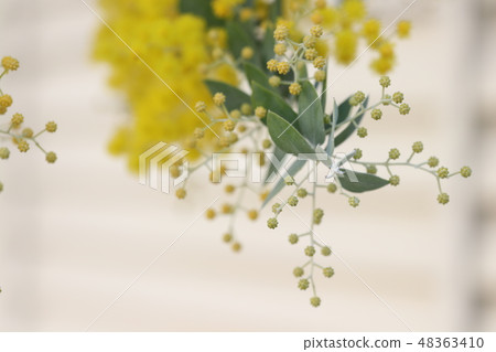 Mimosa 48363410