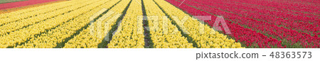red tulips in the netherlands 48363573