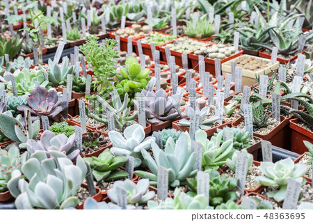 Lot of cactus and succulent in pots sale Lot of cactus and succulent in pots sale 48363695