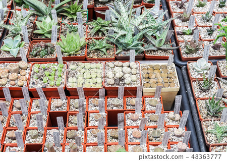 Lot of cactus and succulent in pots sale Lot of cactus and succulent in pots sale 48363777