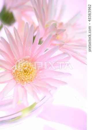 雛菊 雛菊 48363962