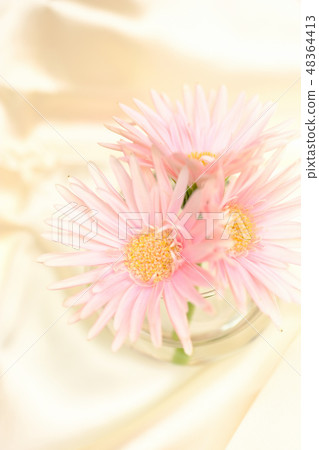 Gerbera Gerbera 48364413