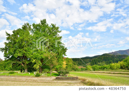 Gingko tree (Muramatsu, Niigata Prefecture) 48364750