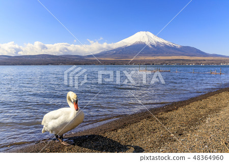 Shiratori and Mt. Fuji Yamanakako Shiratori and Mt. Fuji Yamanakako 48364960