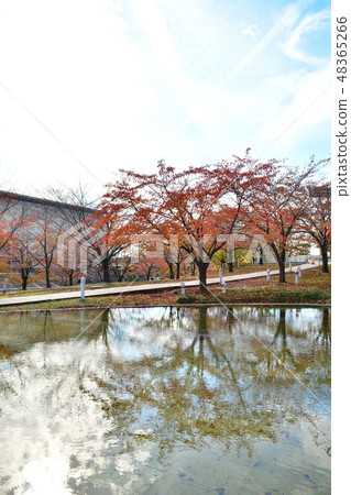 Ryu piah空氣花園(新潟)的秋葉 Ryu piah空氣花園(新潟)的秋葉 48365266