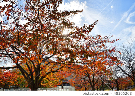 Ryu piah空氣花園(新潟)的秋葉 Ryu piah空氣花園(新潟)的秋葉 48365268