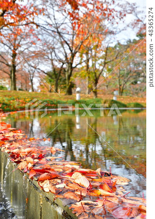 Ryu piah空氣花園（新潟）的秋葉 48365274