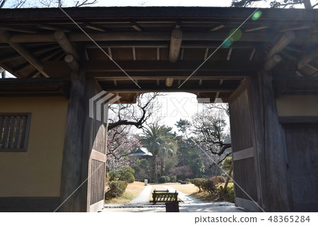 梅花和前吉田茂雄大磯鎮 梅花和前吉田茂雄大磯鎮 48365284
