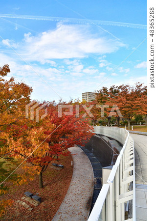 Ryu piah空氣花園（新潟）的秋葉 48365288