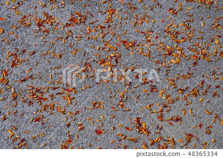落葉 48365334