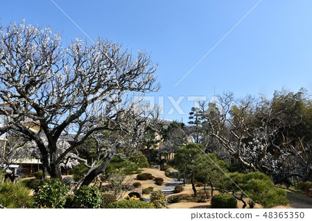 Plum blossoms and former Yoshida Shigeo Oiso Town Plum blossoms and former Yoshida Shigeo Oiso Town 48365350