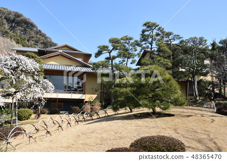 梅花和前吉田茂雄大磯鎮 梅花和前吉田茂雄大磯鎮 48365470