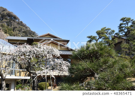 梅花和前吉田茂雄大磯鎮 梅花和前吉田茂雄大磯鎮 48365471